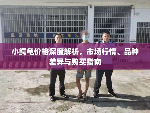 小鱷龜價(jià)格深度解析，市場(chǎng)行情、品種差異與購(gòu)買指南