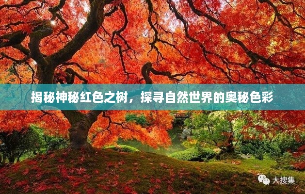 揭秘神秘紅色之樹，探尋自然世界的奧秘色彩