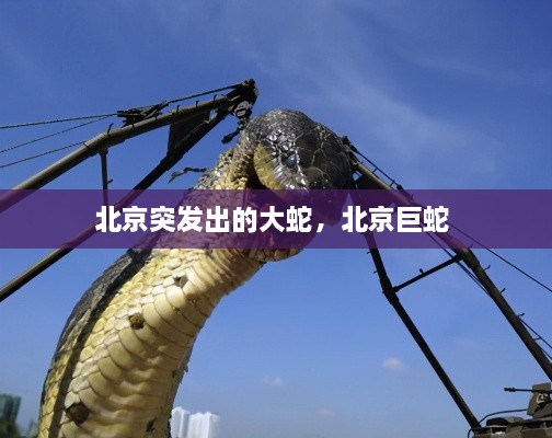 北京突發(fā)出的大蛇，北京巨蛇 