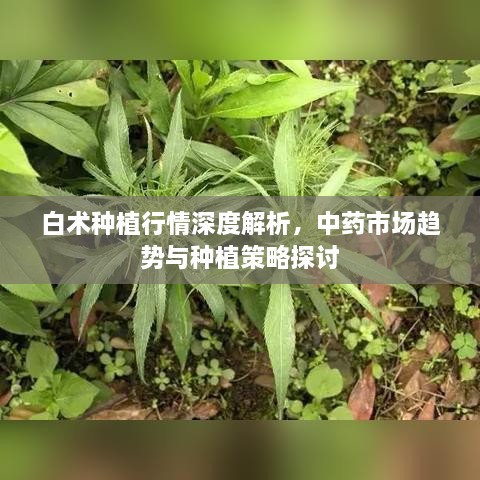 白術(shù)種植行情深度解析，中藥市場趨勢與種植策略探討