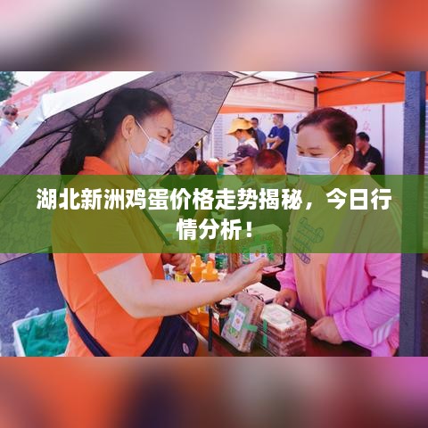 湖北新洲雞蛋價格走勢揭秘，今日行情分析！