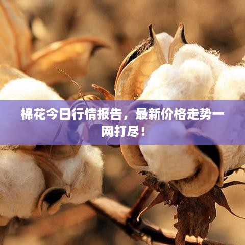棉花今日行情報(bào)告，最新價(jià)格走勢一網(wǎng)打盡！