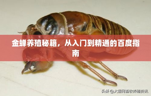 金蟬養(yǎng)殖秘籍，從入門到精通的百度指南