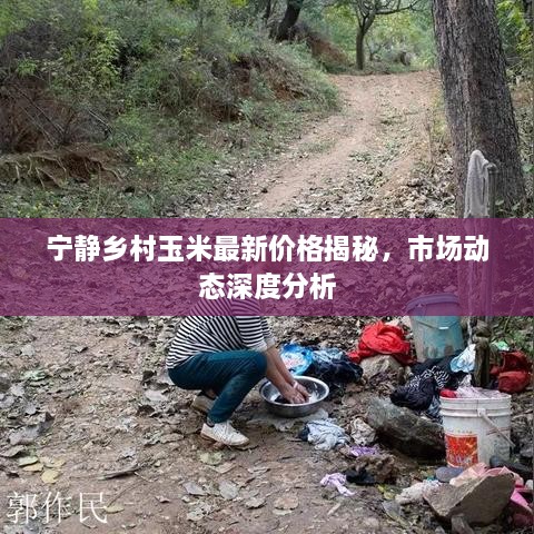 寧靜鄉(xiāng)村玉米最新價(jià)格揭秘，市場動(dòng)態(tài)深度分析