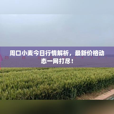 周口小麥今日行情解析，最新價格動態(tài)一網(wǎng)打盡！