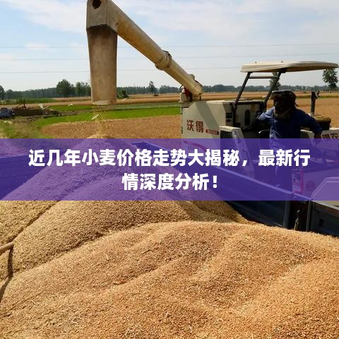 近幾年小麥價(jià)格走勢(shì)大揭秘，最新行情深度分析！