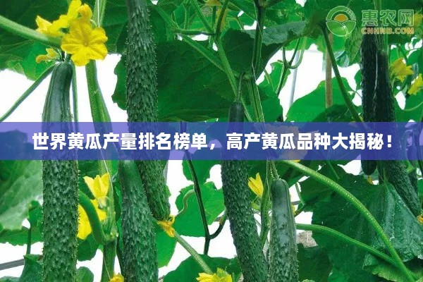 世界黃瓜產(chǎn)量排名榜單，高產(chǎn)黃瓜品種大揭秘！