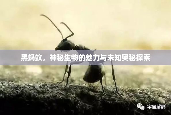 黑螞蟻，神秘生物的魅力與未知奧秘探索