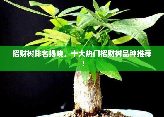 招財(cái)樹排名揭曉，十大熱門招財(cái)樹品種推薦！