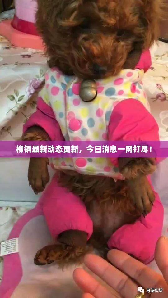 柳鋼最新動態(tài)更新，今日消息一網(wǎng)打盡！