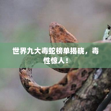 世界九大毒蛇榜單揭曉，毒性驚人！