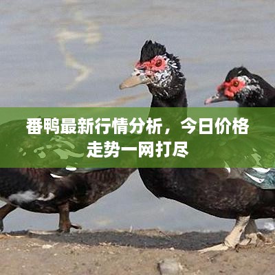 番鴨最新行情分析，今日價(jià)格走勢(shì)一網(wǎng)打盡