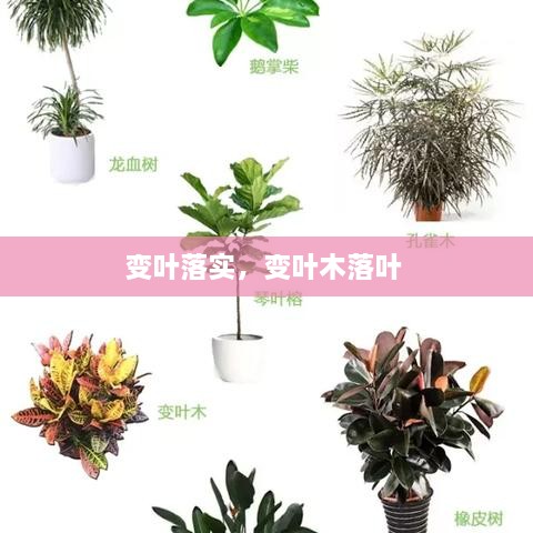 變?nèi)~落實，變?nèi)~木落葉 