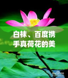 白襪、百度攜手真荷花的美麗奇緣